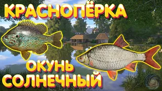 Краснопёрка + Солнечный Окунь | р. Северский Донец | Русская Рыбалка 4