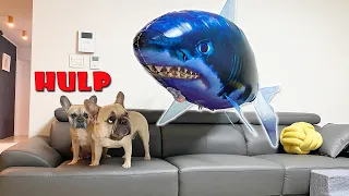 French Bulldogs Pranked By Floating Shark!