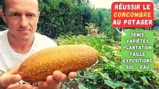 COMMENT CULTIVER LE CONCOMBRE AU POTAGER  ?