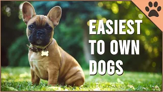 Top 10 Easiest Dog Breeds To Own