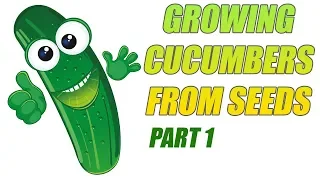 Growing Cucumbers From Seeds   Part 1