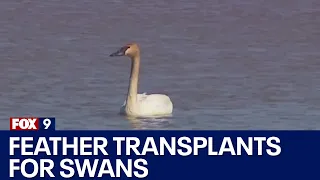 Minnesota organizations team up to save swans, with feather transplants