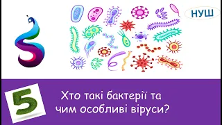 Хто такі бактерії та чим особливі віруси?