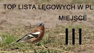 Top Lista trzech gatunków ptaków najliczniej przystępujących do lęgu w Polsce - miejsce III