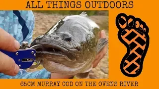 65cm Murray Cod on the Ovens River