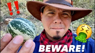 BEWARE OF THIS POISONOUS FRUIT! Survival Uses Of Buffalo Gourd Seeds And Soap- Desert Survival Food