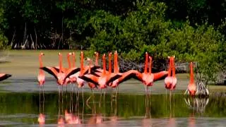 Danza De Los Flamencos