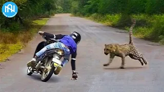 When Animals Go On A Rampage! Interesting Animal Moments CAUGHT ON CAMERA! #30