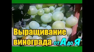 Выращивание винограда от А до Я