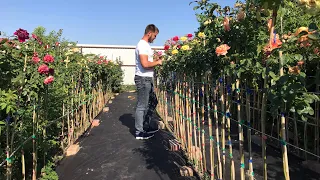 Необычайная коллекция Штамбовых Роз!Розы Артема!