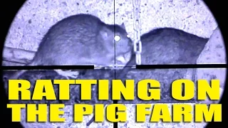 Ratting on the Pig Farm