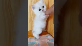 OMG So Cute Cats ♥ Best Funny Cat ❤️🐈Videos 2021 #  2252 331