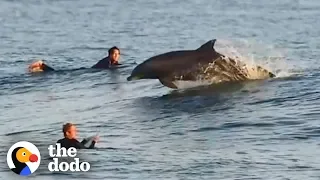 The Most Magical Dolphin Encounters | The Dodo