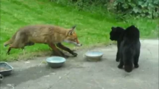 Cat vs fox / an cat i gcoinne an tsionnaigh /Katze gegen Fuchs / Chat contre Renard