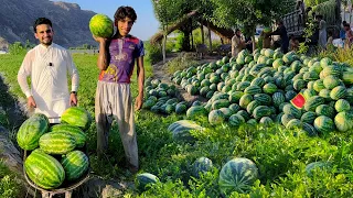 Afghan Watermelon | Nangarhar Batikoot | افغان هندواڼه یا تربوز
