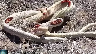 Watch these Snakes Fight to Death - Snake vs Snake!