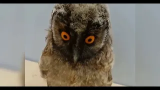 В первый рабочий день после отпуска 🦉😂