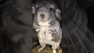 Angry Chinchilla at the vet