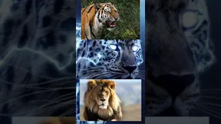 Royal Bengal Tiger vs Random Animals #animals