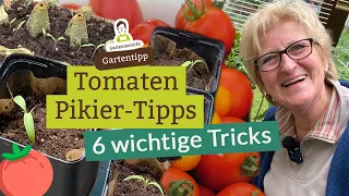 6 wichtige Tomaten Pikier-Tipps für eine optimale Entwicklung deiner Tomatenpflanzen