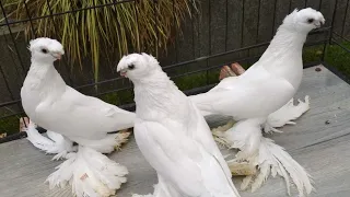 Узбекские голуби двухчубые бойные Кептерлер Pigeons