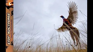 Охота на фазана в сильный ветер. Шаман с сюрпризом и Эльза отличилась. Ноябрь 2023г.