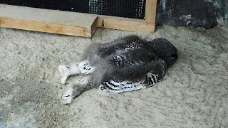 Why Do Owls Sleep Like That? You've Never Seen the Way Animals Sleep