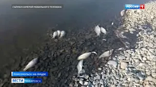Гибель рыбы в Комсомольске-на-Амуре