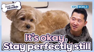 It's okay. Stay perfectly still😐 [Dogs Are Incredible : EP.214-3] | KBS WORLD TV 240409