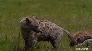 Rare Sighting of Hyenas Mating. Honeymooners