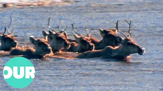 A Perilous Trek Across Canada During The Great Caribou Migration | Our World