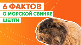 6 интересных фактов о морской свинке шелти