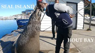 Cape Town - Hout Bay - SECRET Visitors at Seal Island