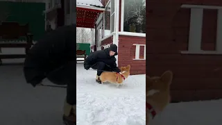 Виды прогулок с собакой