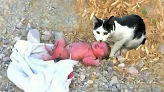 cat found a baby abandoned in the forest but he did something warming