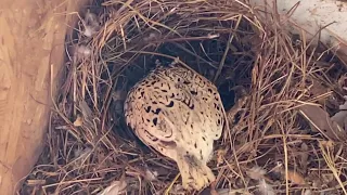 Snowflake bobwhite quail