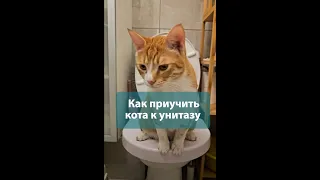 Как приучить кота к унитазу 🚽🐈 - этап 1