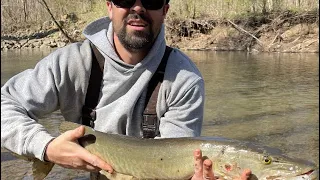 I never knew MUSKY were in this CREEK!!! #fishing #fish #creekfishing #musky