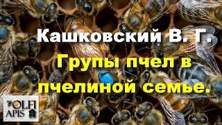 #Кашковский В. Г. Групы пчел в пчелиной семье .