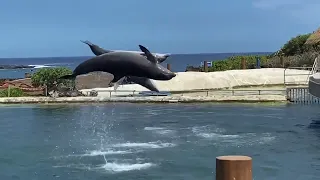 Dolphin Show at SEALIFE PARK (Hawaii, USA) || ROBERT SELGA CHANNEL