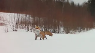 Maine fox snags a meal