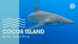 How is Scuba Diving in Cocos Island in Costa Rica (with hammerhead sharks and a bait ball)