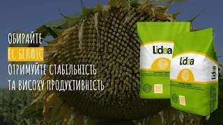 ЕС Белфіс - гібрид соняшнику Lidea