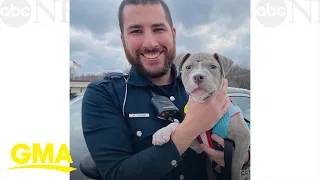 Police officer adopts an adorable pit bull puppy l GMA