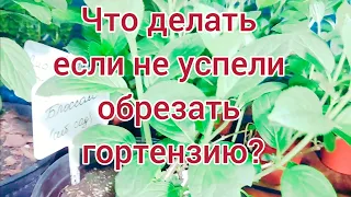 Не обрезали гортензию рано весной? Что делать? Исправить ситуацию легко.. Беру черенок. 🌱