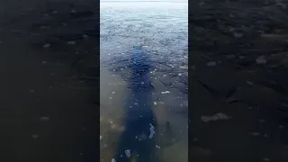 Море "закипело" у берегов Сахалина во время нереста сельди
