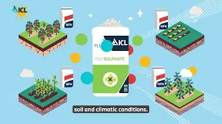 Using Polysulphate to improve NPK Production | ICL