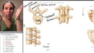 Bone Organs 5- Vertebrae