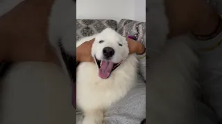 Too tempting not to boop. #samoyedlife #cute #samoyeddog #cutevideo #funnyvideo #fluffy #funny #love