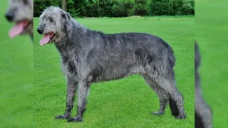 Irish wolfhound. Avantages et inconvénients, Prix, Comment choisir, Faits, Soins, Histoire